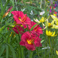 Daylily Cranberry Baby - 1 Live Rooted Hemerocallis Daylily