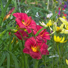 Daylily Cranberry Baby - 1 Live Rooted Hemerocallis Daylily