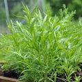 Russian Tarragon Seeds (Artemisia dracunculoides) – Hardy Culinary Herb, 1500 Seeds