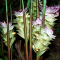White Turmeric Live Plant (Curcuma zedoaria) - 5"-10" Tall, Partial Shade, Grown in USA