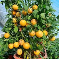 Pepino Melon Plant Cutting | Live Starter Plant with Pot