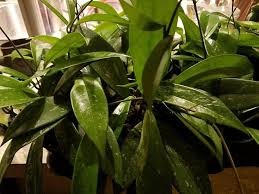 Hoya Pubicalyx Starter Plant - Mottled-Silver Leaf Wax Plant, 5" Tall