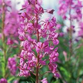 Fireweed (Chamaenerion angustifolium) Seeds - 30 mg for Wildflower Gardens & Pollinator Habitats