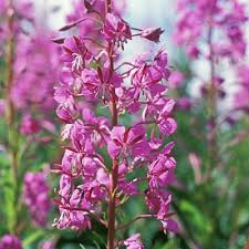 Fireweed (Chamaenerion angustifolium) Seeds - 30 mg for Wildflower Gardens & Pollinator Habitats
