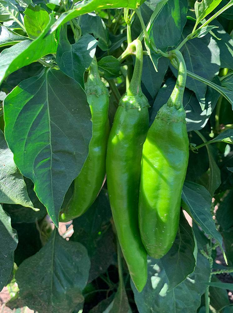 Hatch Giuzeppi Hot Pepper Seeds - Capsicum annuum, Non-GMO, Medium Heat, 250mg