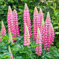 Lupinus Chatelaine Pink Seeds – 25+ Pink Lupine Seeds for Pollinator Gardens