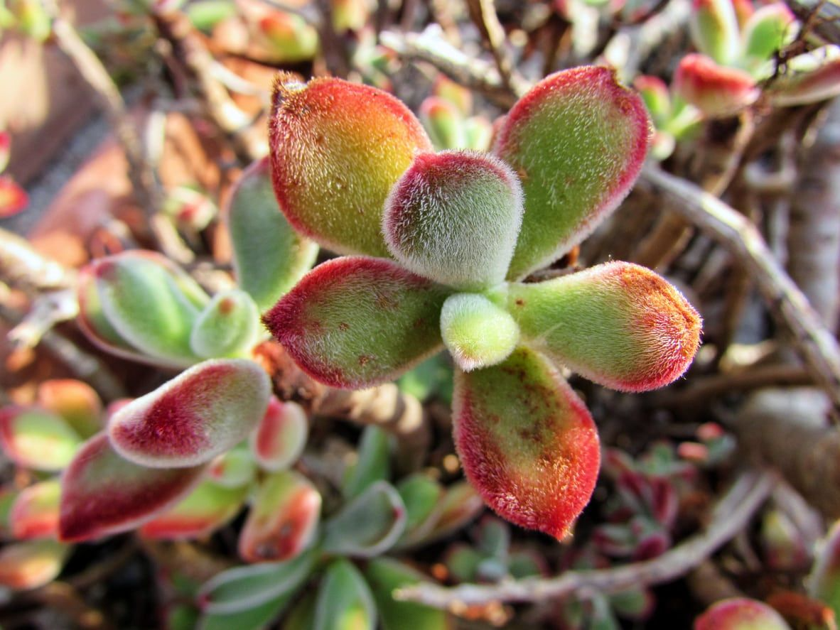 Echeveria pulvinata Plush Chenille - 3 Rooted Cuttings, 1" Fuzzy Succulents with Red Tips