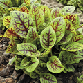 Red Veined Sorrel Seeds - Rumex sanguineus | Heirloom, Tangy Green (Seeds)