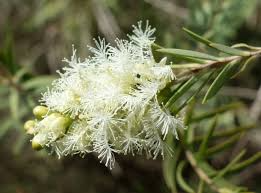 Snow In Summer Seeds (Melaleuca linariifolia) - 50 Seeds, Fragrant White Blooms