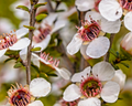Manuka Tea Tree Seeds (Leptospermum scoparium) - 100 Seeds, Honey Bush, New Zealand