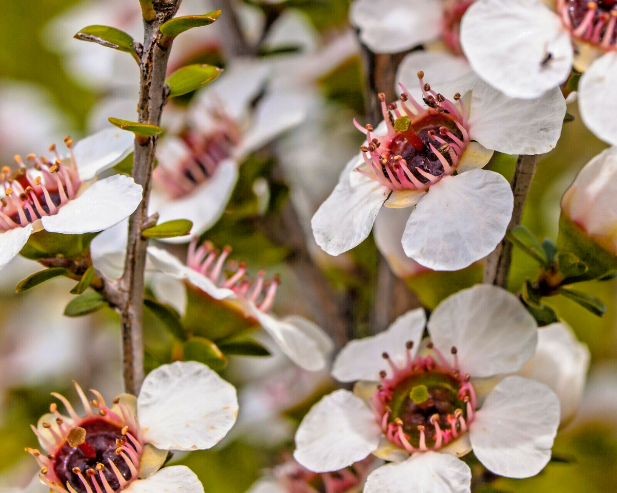 Manuka Tea Tree Seeds (Leptospermum scoparium) - 100 Seeds, Honey Bush, New Zealand