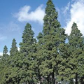 Dawn Redwood Tree Metasequoia glyptostroboides - Live Bare Root 12-14" for Zones 4-8