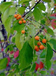 Celastrus Scandens (American Bittersweet) Seeds - 500mg, Native Climbing Vine with Orange Berries