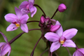 Spathoglottis plicata Ground Orchid - Purple Lavender, 4" Pot, Live Plant