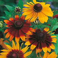 Gloriosa Daisy Seeds Rudbeckia hirta - Hardy Perennial 100mg Multicolored Blooms