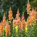 Antirrhinum majus Rocket Bronze Snapdragon Seeds – 1000+ Warm Copper-Toned Blooms