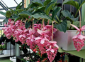 Royal Chandelier Medinilla Magnifica Starter Plant - Pink Blooms, Indoor/Outdoor