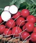 300 Champion Radish Seeds - Heirloom, Non-GMO, 1-2" Round Radishes (Under 30 Days)
