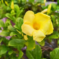 Yellow Allamanda Bare Root Starter Plant - 7-10" Allamanda cathartica
