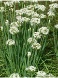 Garlic Chives (Allium tuberosum) - 30 Bare Root Plants