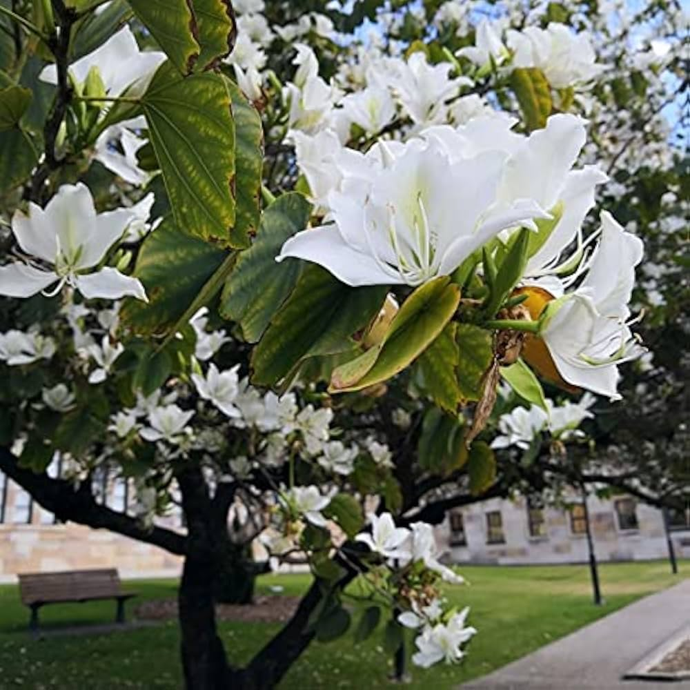 Bauhinia alba Seeds - White Orchid Tree (10 Seeds)