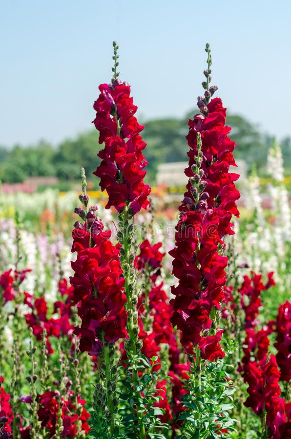 Antirrhinum majus Rocket Red Snapdragon Seeds – 1000+ Seeds for Bold Red Blooms