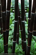 Black Bamboo Live Plant Phyllostachys nigra - Multi-Cane, Ornamental Privacy Screen (1 Live Plant)