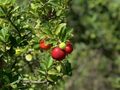 Acerola Starter Plant Seedling (Malpighia emarginata) 2-3 ft - Guarani Barbados West Indian Cherry