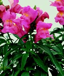 Floral Showers Pink Snapdragon Seeds (Antirrhinum majus) – 1000+ Seeds, Dwarf Pink Blooms