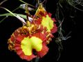Psychopsis Mendenhall 'Hildos' FCC/AOS Orchid - 2" Starter Pot