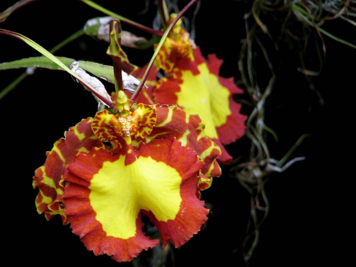Psychopsis Mendenhall 'Hildos' FCC/AOS Orchid - 2" Starter Pot