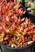 Sedum Adolphi Firestorm Cuttings (5) - Yellow-Red Rosettes, Full Sun, Drought-Tolerant
