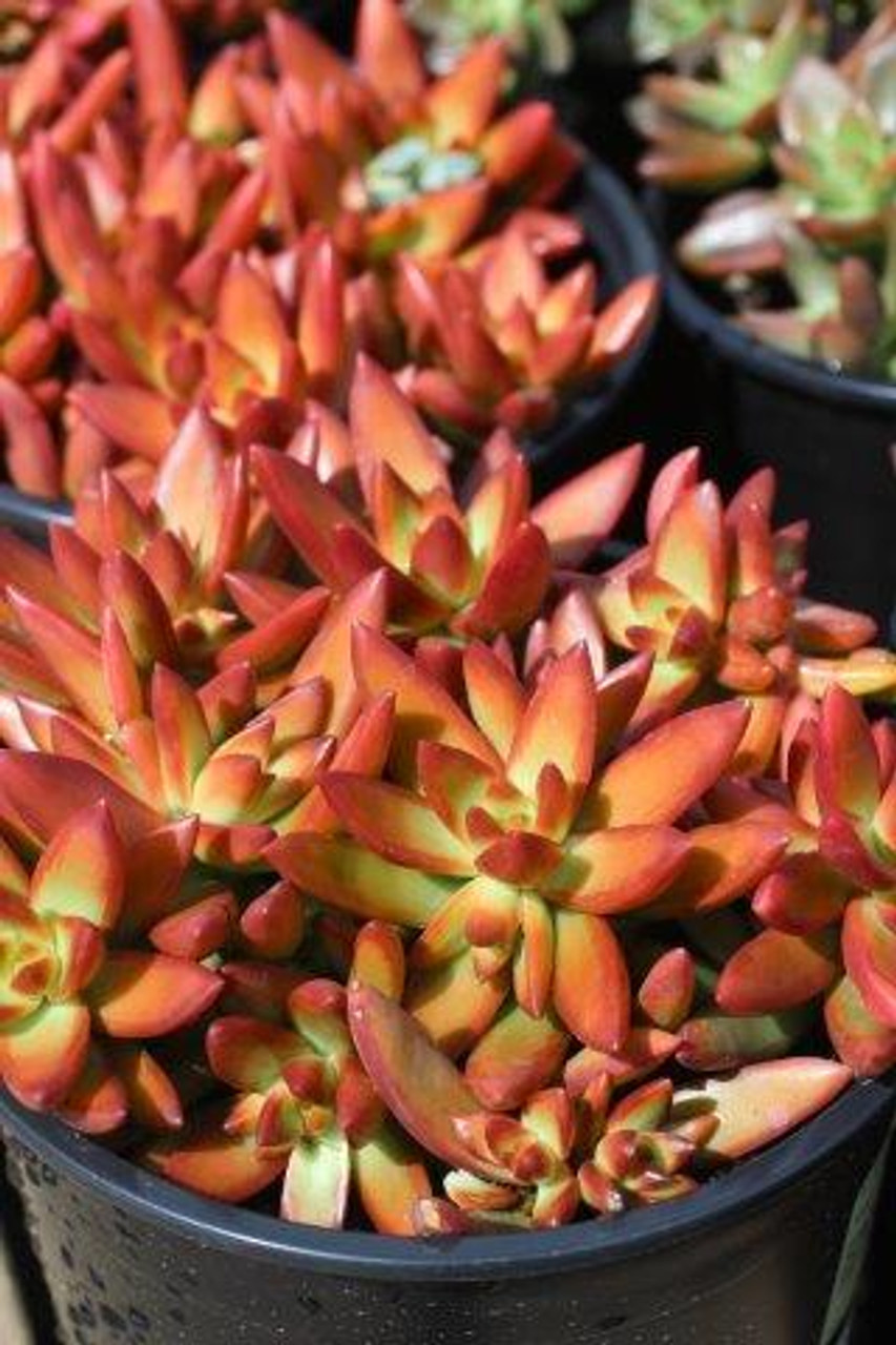 Sedum Adolphi Firestorm Cuttings (5) - Yellow-Red Rosettes, Full Sun, Drought-Tolerant
