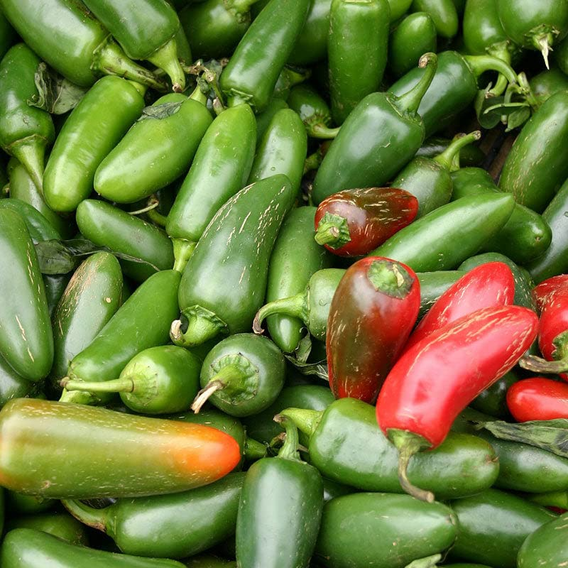 300 Jalapeno M Pepper Seeds - Non-GMO Heirloom, 5,000 SHU, 70-80 Days