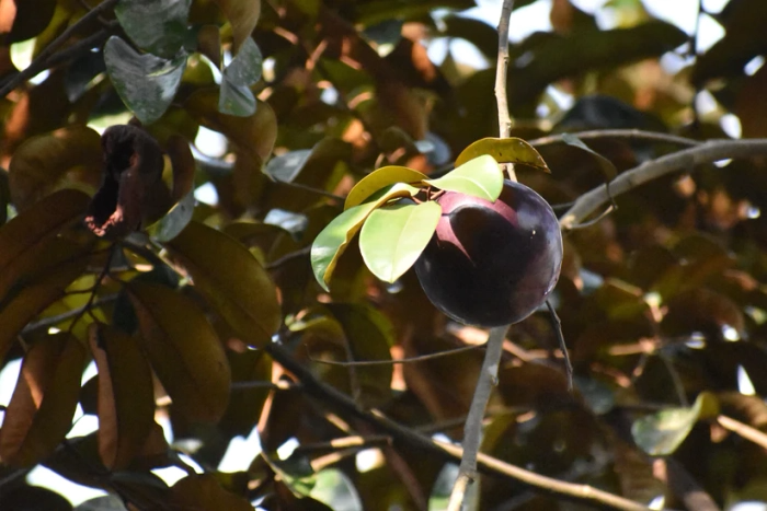 Caimito Purple Star Apple Tree Seedling (Chrysophyllum cainito) - 3-6" in 2.5" Pot