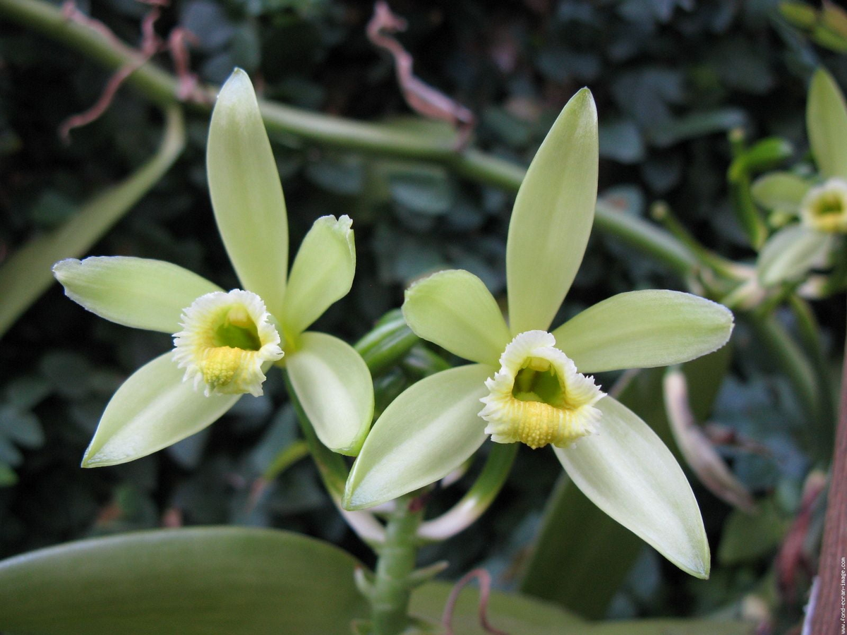 Organic Vanilla Orchid Vanilla planifolia Starter Plant | Live Potted Plant