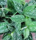 Scindapsus Argyraeus (Silver Pothos) - Live Plant in 4" Pot, Low-Light Indoor Trailing Vine