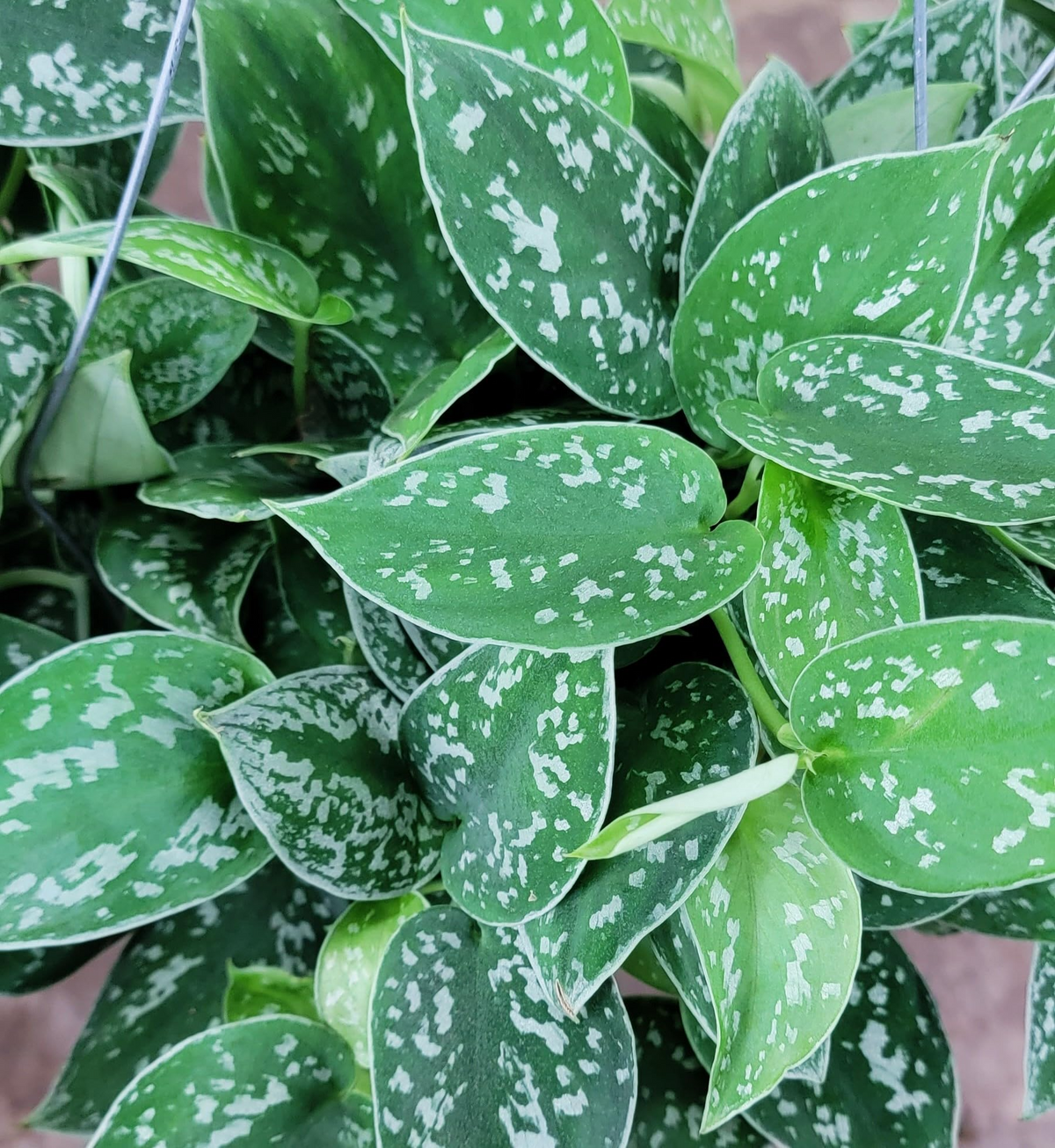 Scindapsus Argyraeus (Silver Pothos) - Live Plant in 4" Pot, Low-Light Indoor Trailing Vine
