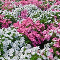 500 Rose Mallow Seeds Mix (Lavatera trimestris) – Mixed Colors, Annual, Easy to Grow