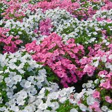 500 Rose Mallow Seeds Mix (Lavatera trimestris) – Mixed Colors, Annual, Easy to Grow