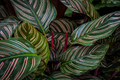 Calathea Ornata Starter Plant | Pinstripe Plant | Peacock/Zebra Plant - USA Grown