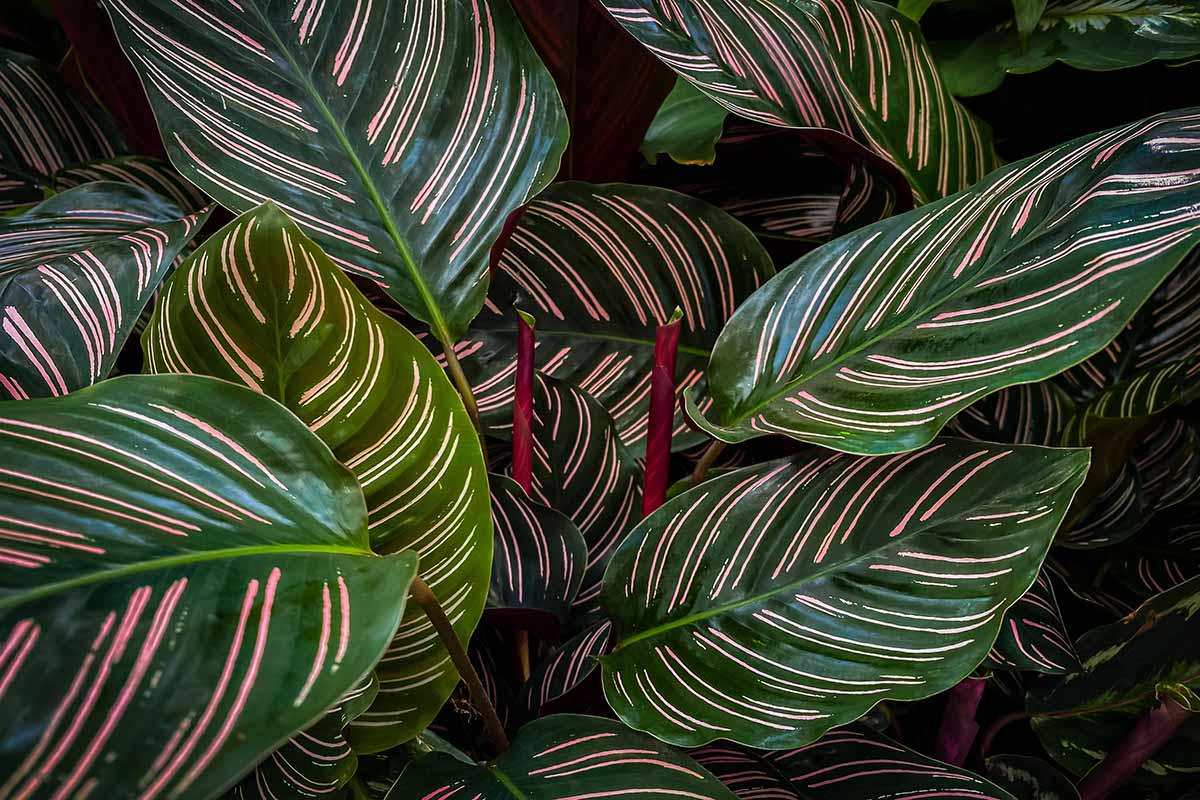 Calathea Ornata Starter Plant | Pinstripe Plant | Peacock/Zebra Plant - USA Grown