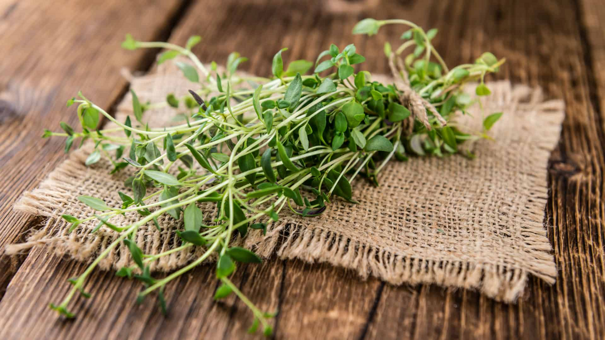 Thyme Seeds Thymus vulgaris | 100mg (~500 Seeds) Heirloom, Non-GMO, Perennial