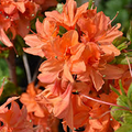 Mandarin Lights Deciduous Azalea Starter Plant | Azalea x 'Mandarin Lights' | Bright Orange Spring Blooms