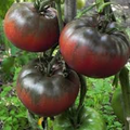Black from Tula Tomato Seeds - Heirloom Beefsteak (Solanum lycopersicum) — Indeterminate, High-Yielding