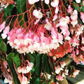 Torch Pink Angel Wing Begonia - Live Plant, 10-12" Tall in 4" Pot