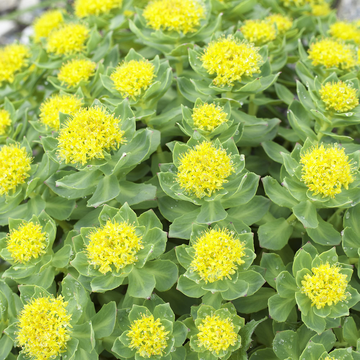 Roseroot Sedum Seeds (Rhodiola rosea) 25 Seeds - Perennial Ground Cover