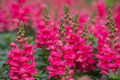 Antirrhinum majus Liberty Rose Snapdragon Seeds – 1000+ Soft Rose-Pink Blooms