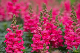 Antirrhinum majus Liberty Rose Snapdragon Seeds – 1000+ Soft Rose-Pink Blooms
