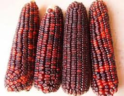 Corn Bloody Butcher Seeds - Zea mays | Heirloom Red Dent Corn, 1/4 oz (~80 seeds) - Non-GMO